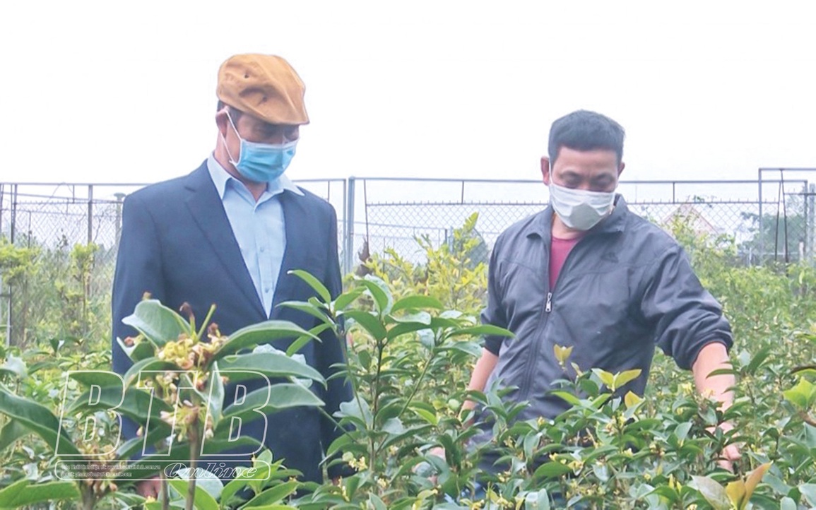 Mộc hương là cây gì mà hoa tuôn như suối, thơm khắp làng, bán thu tiền tỷ - 4 Mộc hương là cây gì mà hoa tuôn như suối, thơm khắp làng, bán thu tiền tỷ - 4