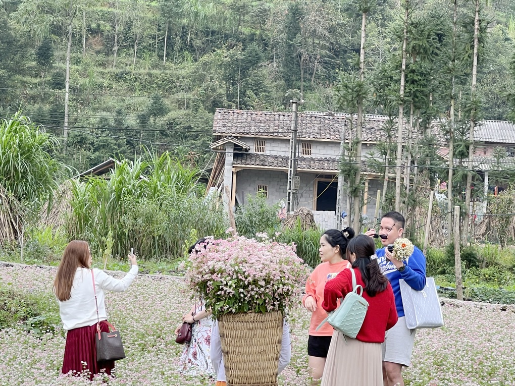 Hoa tam giác mạch nở rộ, du khách khắp nơi đổ về Hà Giang check-in - 5 Hoa tam giác mạch nở rộ, du khách khắp nơi đổ về Hà Giang check-in - 5