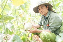 Thạc sĩ từ nước ngoài về trồng dưa lưới thu hàng trăm triệu đồng mỗi năm