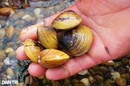 Mò "vàng đen" trên sông Trường Giang
