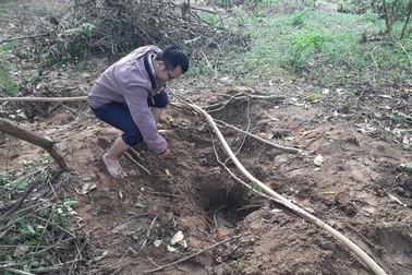 Nghi vấn người dân nhặt được cây gỗ sưa "tiền tỷ" nặng 1,6 tấn