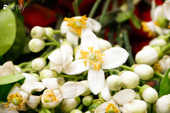 Hoa bưởi xuống phố, mang hương sắc về với tiết trời tháng Giêng đất Hà thành - Ảnh 2. Hoa bưởi xuống phố, mang hương sắc về với tiết trời tháng Giêng đất Hà thành - Ảnh 2.