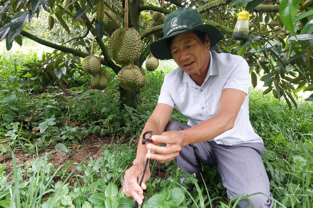 Chủ trại sầu riêng gốc Hà Nội thu lãi 15 tỷ đồng mỗi năm - 4 Chủ trại sầu riêng gốc Hà Nội thu lãi 15 tỷ đồng mỗi năm - 4