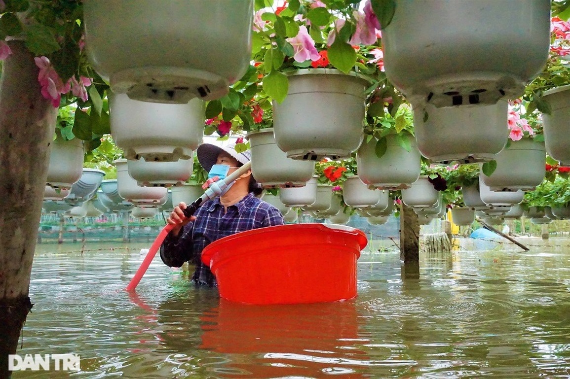 Nông dân vớt hoa trong nước lũ: Năm nay mất Tết rồi! - 8 Nông dân vớt hoa trong nước lũ: Năm nay mất Tết rồi! - 8