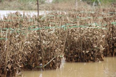 "Chết đứng" vụ hoa Tết