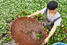 Kiếm nửa triệu đồng mỗi ngày từ nghề bắt cua đồng