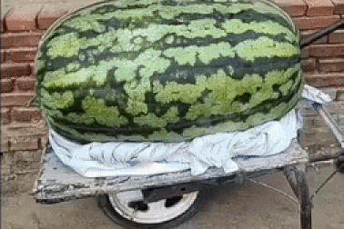 Chiêm ngưỡng trái dưa hấu nặng gần 100kg gây sửng sốt