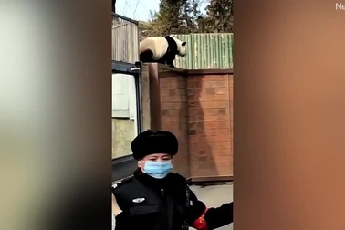 Gấu trúc nghịch ngợm khét tiếng nhất sở thú vượt rào bỏ trốn