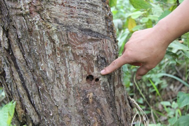 Rừng thông phòng hộ tiếp tục bị đầu độc, bức tử