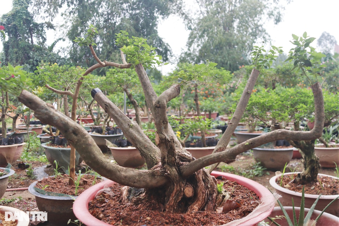 Bỏ việc về trồng hoa dại, vợ chồng trẻ bỏ túi hàng trăm triệu đồng - 6 Bỏ việc về trồng hoa dại, vợ chồng trẻ bỏ túi hàng trăm triệu đồng - 6