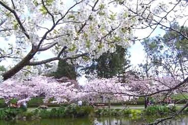 Nhật Bản tặng Hà Nội anh đào nhân kỷ niệm quan hệ ngoại giao