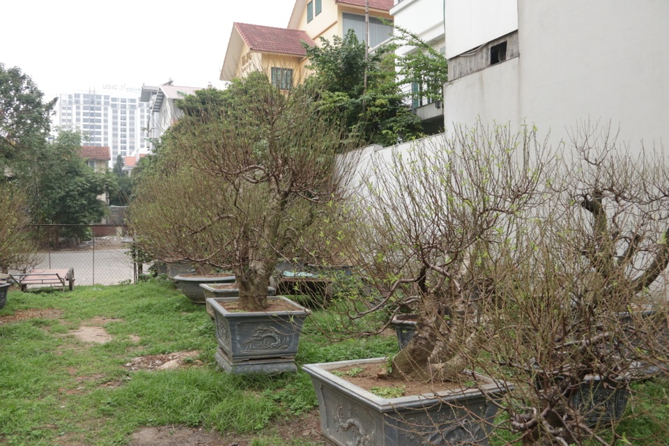 Hà Nội: Bưởi cảnh, đào khủng đua nhau xuống phố đón Tết - 9