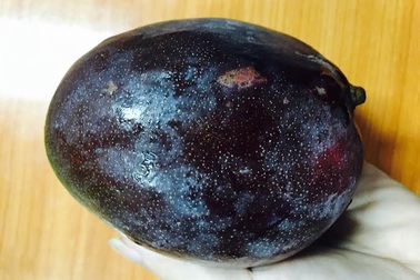 Xoài lạ tím bầm: "Ghê răng" ăn thử