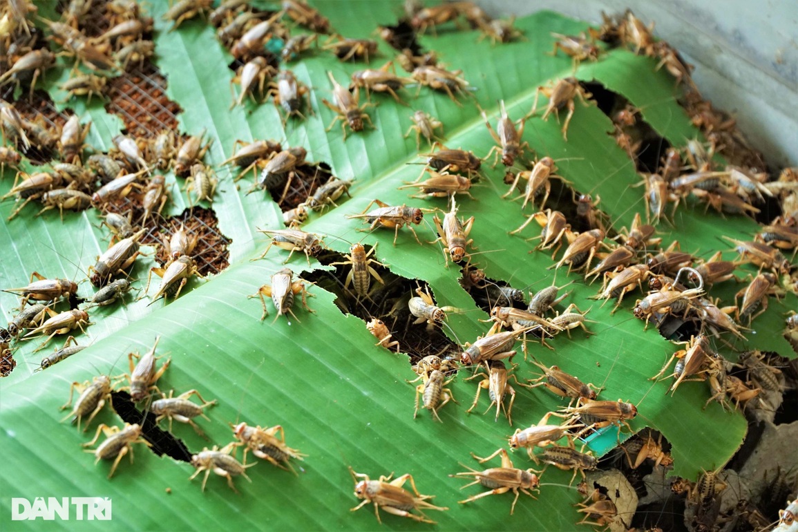 Chỉ 100.000 đồng mua dế giống, lão nông thu lãi hơn 20 triệu mỗi tháng - 4 Chỉ 100.000 đồng mua dế giống, lão nông thu lãi hơn 20 triệu mỗi tháng - 4