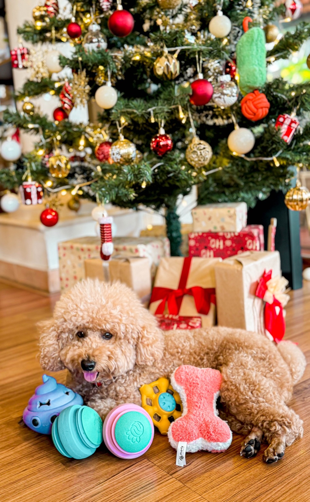 Cùng Pupdy thay đổi cách chủ nuôi yêu thương và chăm sóc thú cưng - 4 Cùng Pupdy thay đổi cách chủ nuôi yêu thương và chăm sóc thú cưng - 4