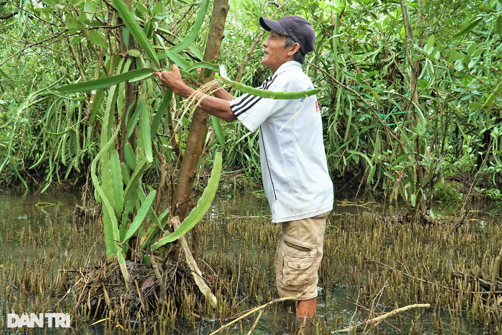 Lão nông sống khỏe nhờ mô hình sáng tạo thanh long ôm mắm - 6 Lão nông sống khỏe nhờ mô hình sáng tạo thanh long ôm mắm - 6