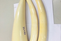 3 ngà voi tiền tỉ trong lô quần áo gửi nhầm về TPHCM