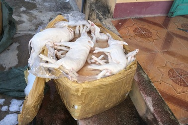 Bắt vụ vận chuyển hơn 1 tấn thịt lợn sữa đã bốc mùi