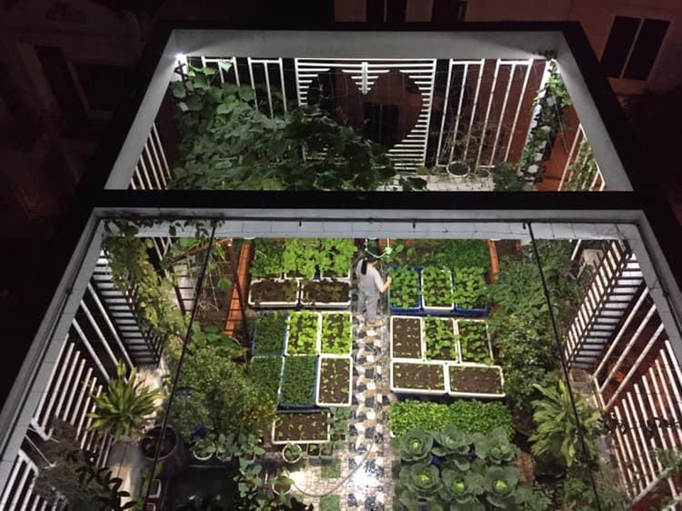 Người đàn ông Hà Nội phủ xanh sân thượng với khu vườn rau, trái sai trĩu - 10