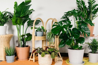 Những loại cây hợp phong thủy, làm đẹp nhà không thể thiếu dịp đầu năm mới