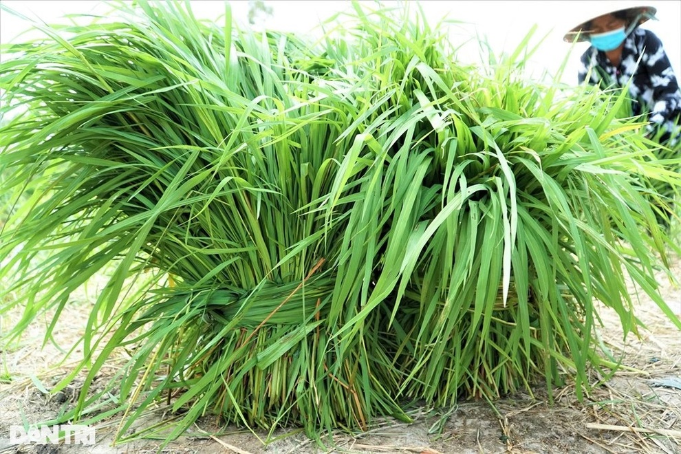 Nghề độc, lạ ở miền Tây, chỉ buôn bán mỗi cỏ dại mà đắt như tôm tươi - 3 Nghề độc, lạ ở miền Tây, chỉ buôn bán mỗi cỏ dại mà đắt như tôm tươi - 3
