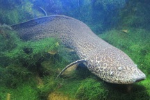 Nơi loài cá kỳ lạ sống trên cạn cả năm không chết, muốn bắt phải đào lên