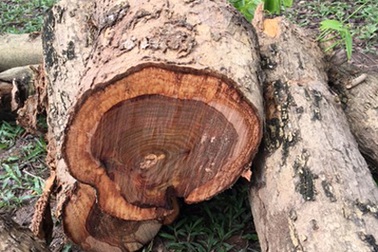 Hà Nội: Trộm gỗ sưa đỏ quý trị giá tiền tỉ trong đình, chùa