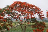 Hoa phượng đỏ rực rỡ khắp Hà Nội