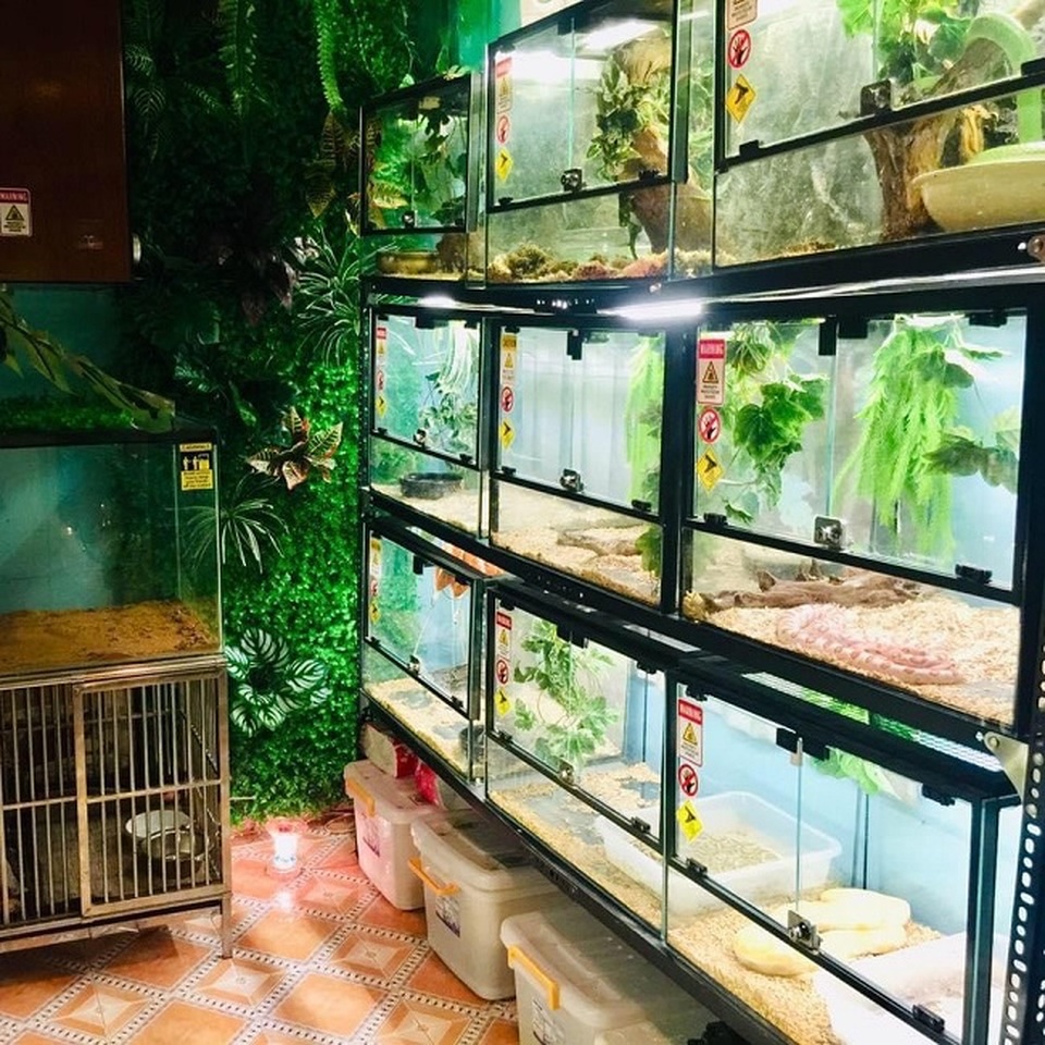 Đại gia Sài thành chi cả trăm triệu nuôi loài vằn vè “kinh dị” làm thú cưng - 6 Đại gia Sài thành chi cả trăm triệu nuôi loài vằn vè “kinh dị” làm thú cưng - 6