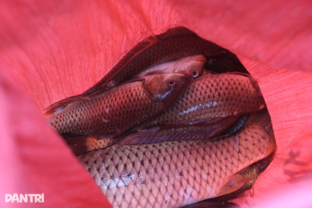 Hàng chục người liều mình lao xuống dòng nước lũ chảy xiết bắt cá - 10 Hàng chục người liều mình lao xuống dòng nước lũ chảy xiết bắt cá - 10