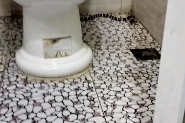 Gia chủ giật mình phát hiện rắn cực độc nấp trong nhà vệ sinh tại Nghệ An