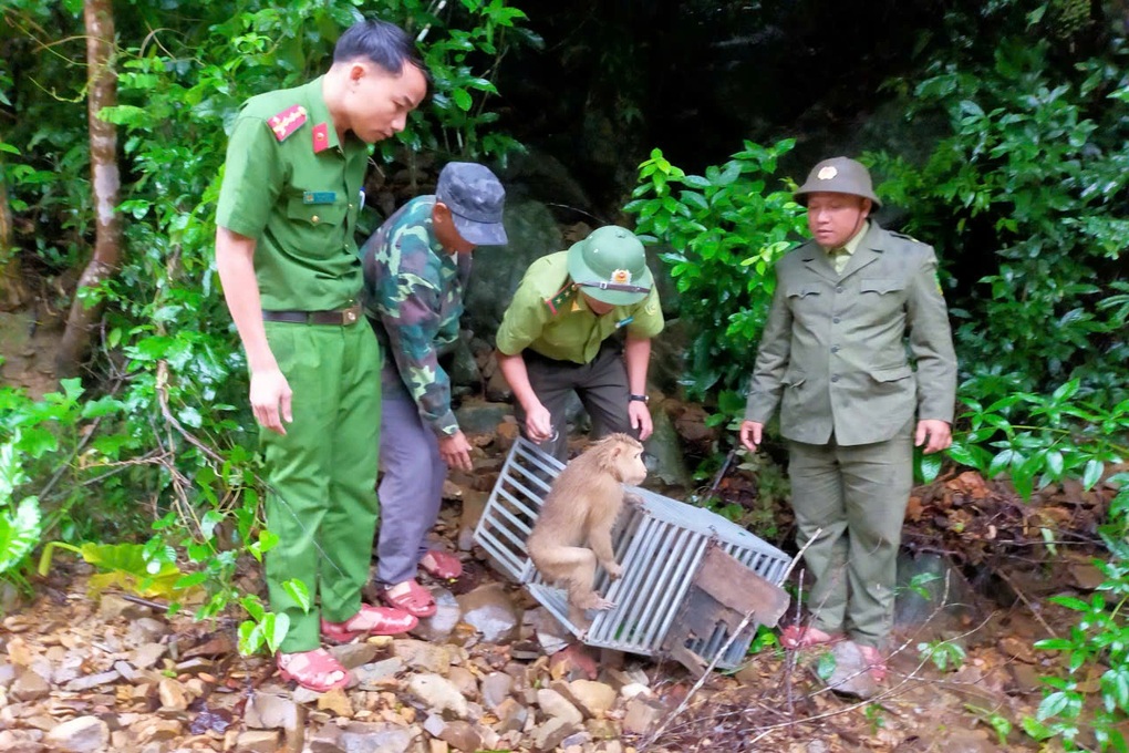 Hai cá thể khỉ quý hiếm được phát hiện trong vườn nhà dân ở Quảng Trị - 1 Hai cá thể khỉ quý hiếm được phát hiện trong vườn nhà dân ở Quảng Trị - 1