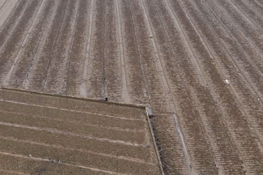 Vùng trồng rau lớn nhất Hà Nội chỉ còn trơ bùn đất