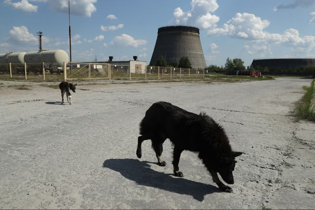 Chó hoang tiến hóa ở Chernobyl: Vì sao vẫn sống sót nơi vùng đất chết? - 2 Chó hoang tiến hóa ở Chernobyl: Vì sao vẫn sống sót nơi vùng đất chết? - 2
