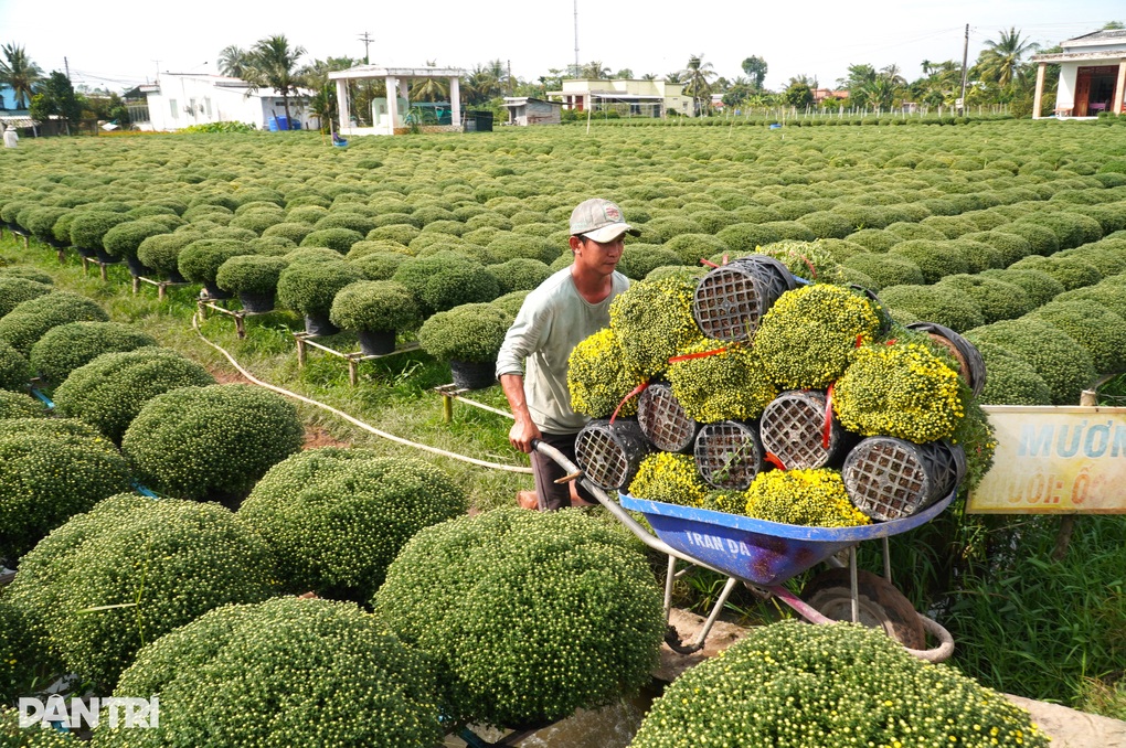Cúc mâm xôi miền Tây tấp nập rời vườn ra Hà Nội đón Tết sớm - 1 Cúc mâm xôi miền Tây tấp nập rời vườn ra Hà Nội đón Tết sớm - 1