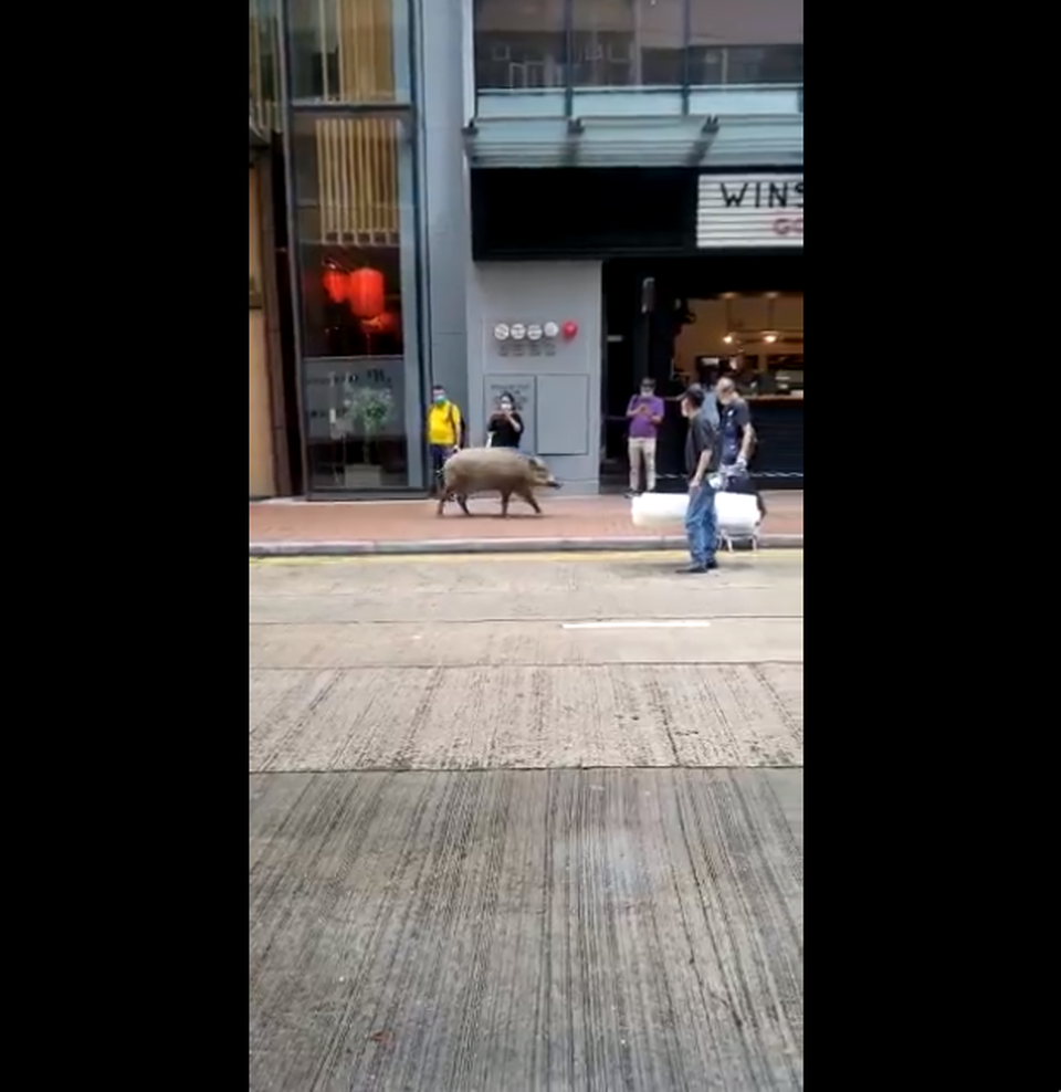 Lợn rừng thơ thẩn dạo bước bên ngoài quán cà phê ở Hong Kong - 2 Lợn rừng thơ thẩn dạo bước bên ngoài quán cà phê ở Hong Kong - 2
