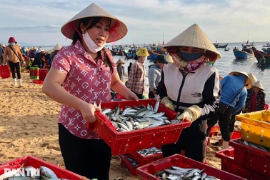 Người dân Quảng Bình góp hàng tấn cá tôm gửi các bếp ăn chống dịch ở TPHCMM