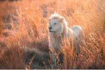 Chùm ảnh về vẻ đẹp "tinh khiết" và đầy mạnh mẽ của sư tử trắng