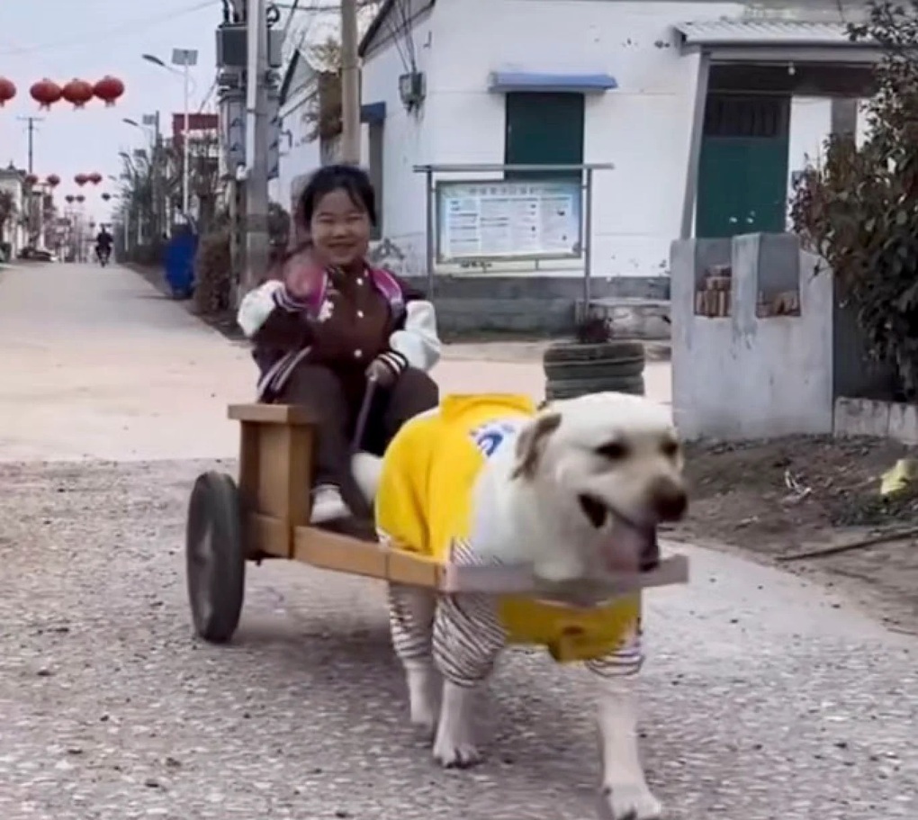 Chú chó tài xế gây sốt khi đón bé gái đi học về mỗi ngày - 1 Chú chó tài xế gây sốt khi đón bé gái đi học về mỗi ngày - 1