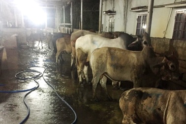 Bắt quả tang 8 con bò bị bơm nước trước khi giết mổ