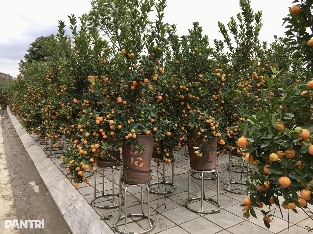 Hoa bán chậm nhiều tiểu thương chợ Xuân Lào Cai hạ giá để về quê ăn Tết - 2 Hoa bán chậm nhiều tiểu thương chợ Xuân Lào Cai hạ giá để về quê ăn Tết - 2