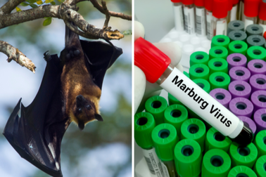 Loại virus làm 8 người tử vong khiến WHO họp khẩn nguy hiểm như thế nào?