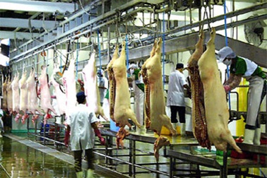 "Cho phép nhập khẩu thịt lợn" là tin đồn nhảm