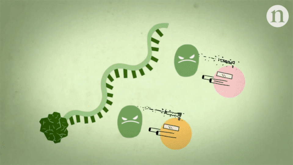 Cuộc chiến khốc liệt giữa hệ miễn dịch và virus HIV: Vì sao con người lại thua cuộc? - 5 Cuộc chiến khốc liệt giữa hệ miễn dịch và virus HIV: Vì sao con người lại thua cuộc? - 5