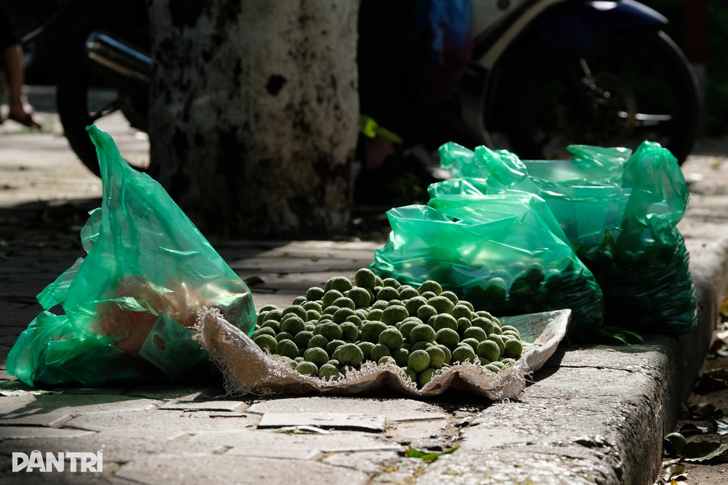 Những người hái sấu ở Hà Nội: Sáng lưng chừng trời, trưa... chạy công an - 3 Những người hái sấu ở Hà Nội: Sáng lưng chừng trời, trưa... chạy công an - 3