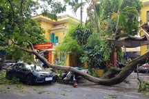 Cành phượng vĩ cổ thụ rơi trúng 1 ô tô và 4 xe máy