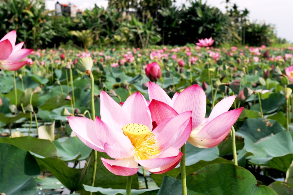 Dam sen hong gan Hoi An Dam sen hong gan Hoi An