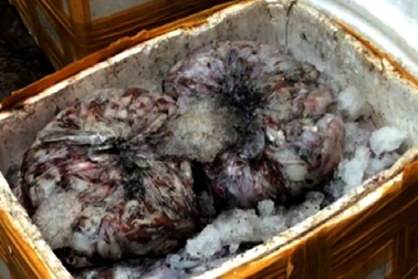 Hơn 1 tấn cá, mực bốc mùi "suýt" lên bàn ăn