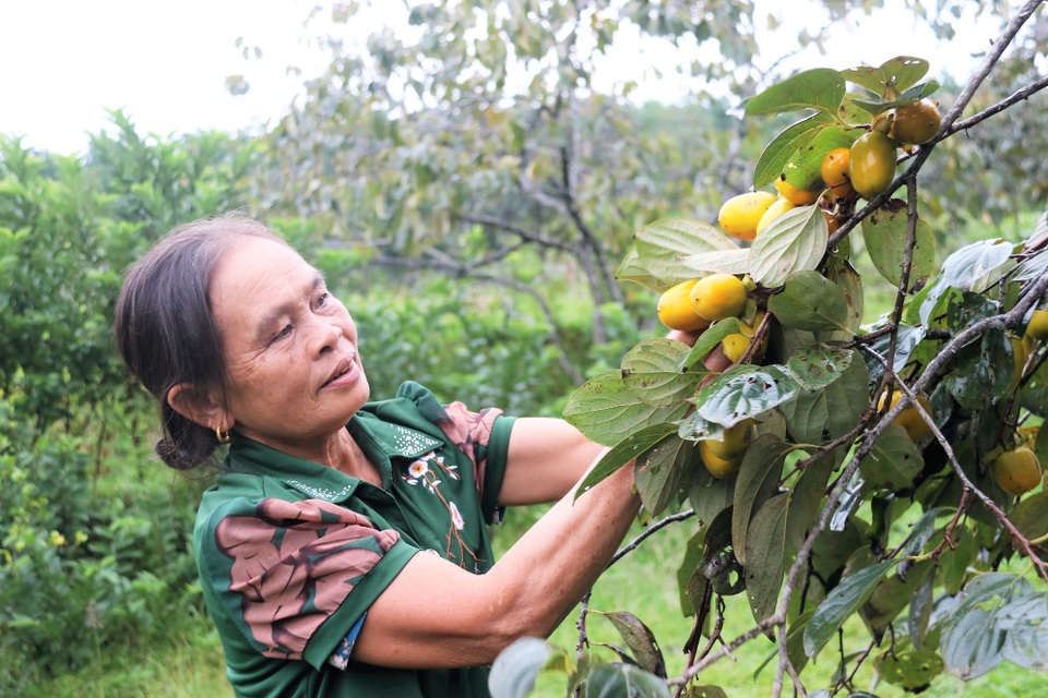 Hà Tĩnh: Hồng Yên Du được mùa, người dân phấn khởi “đếm quả, lấy tiền” - 5 Hà Tĩnh: Hồng Yên Du được mùa, người dân phấn khởi “đếm quả, lấy tiền” - 5