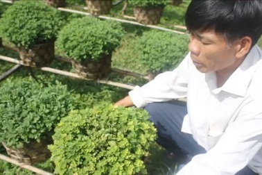 Hoa cúc bán Tết của bà con nông dân bị thiệt hại nặng nề